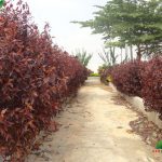 NBR Garden RV Pedestrian Walkways
