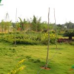 NBR Meadows Garden View