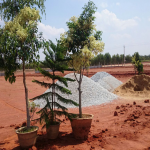 Royal Garden Site View