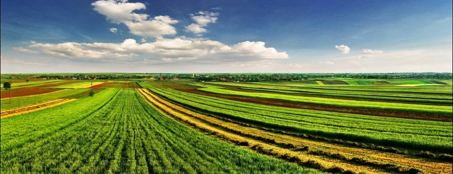 Spring Fields Featured Image