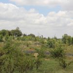 RK Silicon Valley Plots View